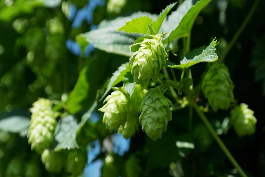 Close-up photo of hops hanging in a tree