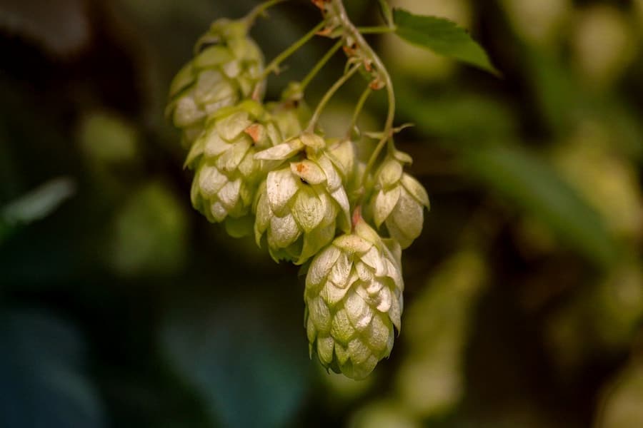 An image of hops