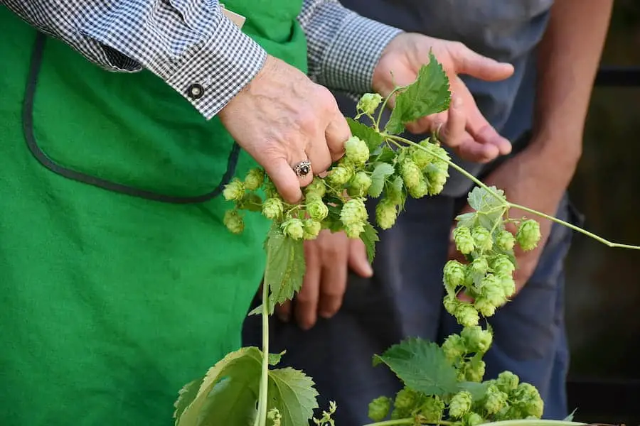 A person holding hops