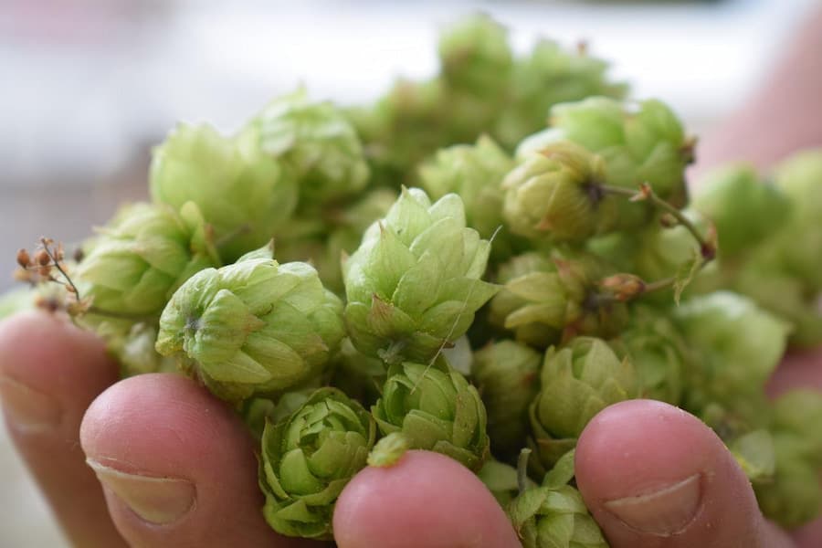 Close-up image of a hand holding hops