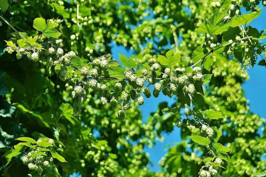 An image of hops in a tree