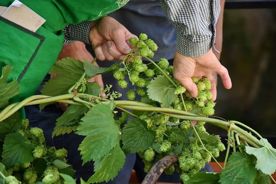 An image of a person picking hops