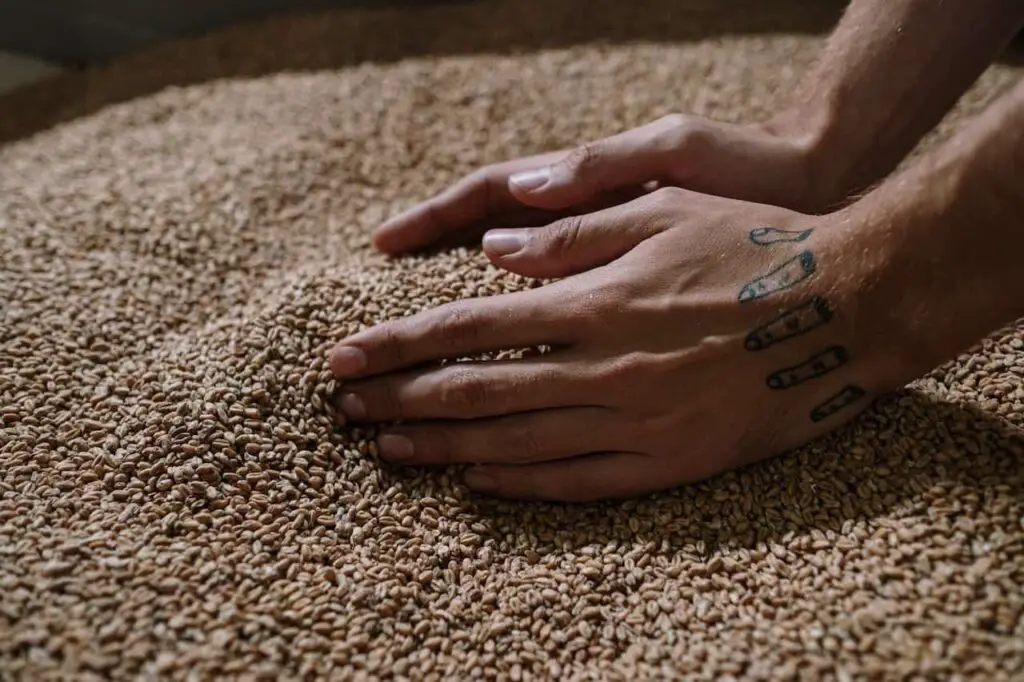An image of hand holding a grains
