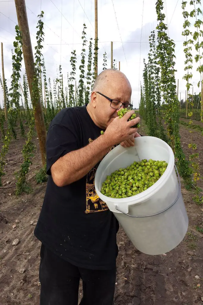Man smelling fresh hops