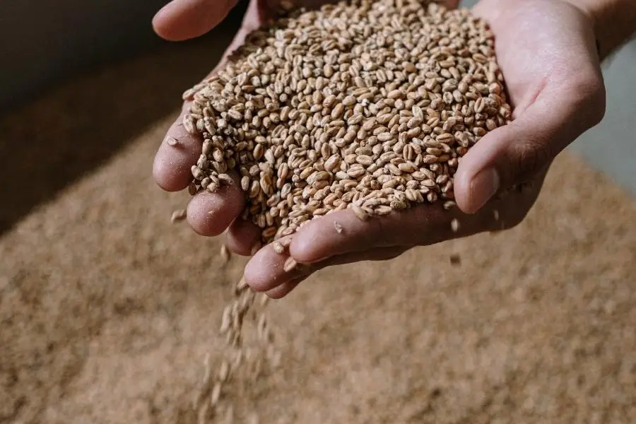 An image of a person holding grains
