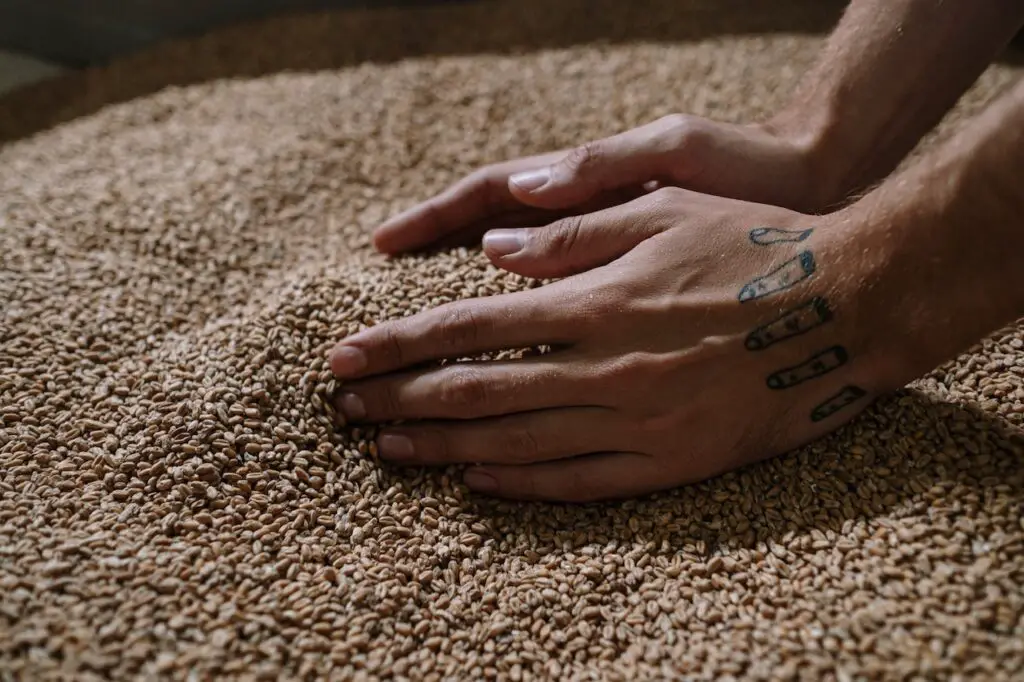 A person with a tattoo on the back of their hand while holding dried grains in a big container