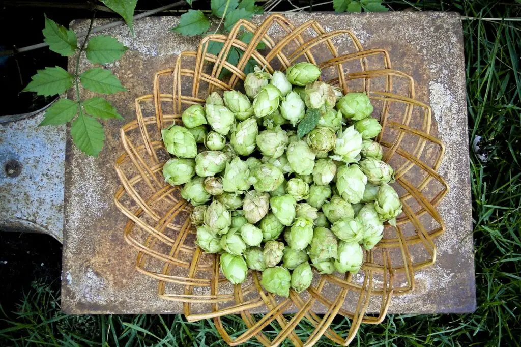 Fresh hops in a brown rattan basket placed on metal steel on a grass